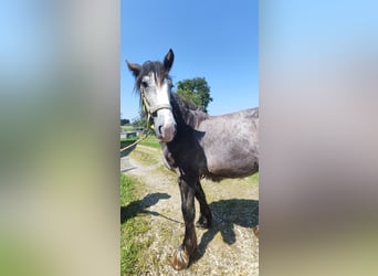 Shire Horse, Wallach, 2 Jahre, 180 cm, Schimmel