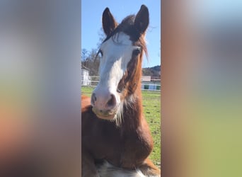Shire Horse, Wallach, 2 Jahre