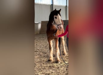 Shire Horse, Wallach, 2 Jahre