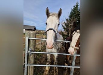 Shire Horse, Wallach, 3 Jahre, 145 cm, Schimmel