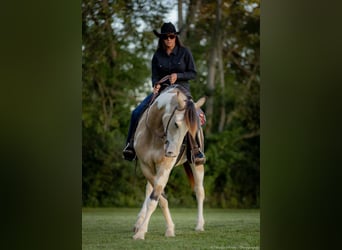 Shire Horse Mix, Wallach, 3 Jahre, 160 cm, Buckskin