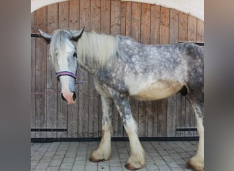 Shire Horse, Wallach, 3 Jahre, 171 cm, Kann Schimmel werden