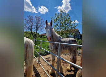 Shire Horse, Wallach, 3 Jahre, 171 cm, Kann Schimmel werden