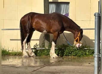 Shire Horse, Wallach, 3 Jahre, 176 cm, Roan-Bay