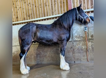 Shire Horse, Wallach, 3 Jahre, 180 cm, Brauner