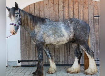 Shire Horse, Wallach, 4 Jahre, 168 cm, Kann Schimmel werden