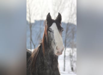 Shire Horse, Wallach, 4 Jahre, 168 cm, Kann Schimmel werden