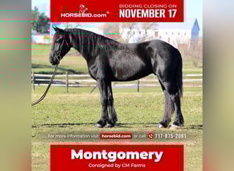 Shire Horse Mix, Wallach, 4 Jahre, 168 cm, Rappe