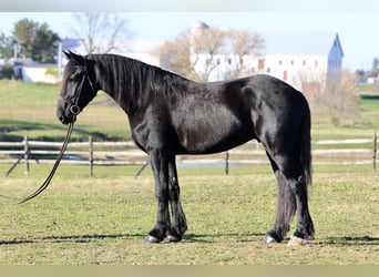 Shire Horse Mix, Wallach, 4 Jahre, 168 cm, Rappe