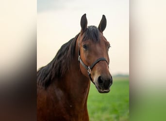 Shire Horse Mix, Wallach, 4 Jahre, 168 cm, Rotbrauner