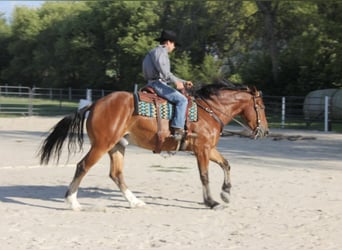 Shire Horse Mix, Wallach, 4 Jahre, 168 cm, Rotbrauner
