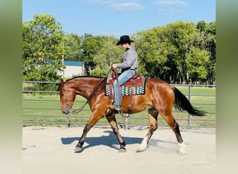 Shire Horse Mix, Wallach, 4 Jahre, 168 cm, Rotbrauner