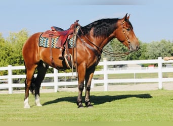 Shire Horse Mix, Wallach, 4 Jahre, 168 cm, Rotbrauner