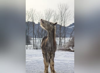 Shire Horse, Wallach, 4 Jahre, 171 cm, Kann Schimmel werden