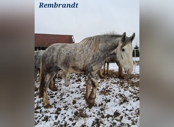 Shire Horse, Wallach, 4 Jahre, 180 cm, Schimmel