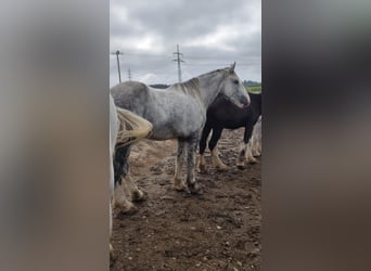 Shire Horse, Wallach, 4 Jahre, 180 cm, Schimmel