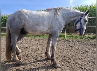 Shire Horse, Wallach, 4 Jahre, 180 cm, Schimmel