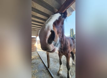 Shire Horse, Wallach, 4 Jahre, 182 cm, Brauner