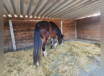 Shire Horse, Wallach, 4 Jahre, 182 cm, Brauner