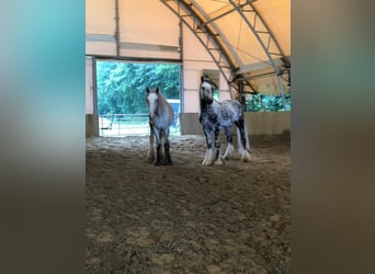Shire Horse, Wallach, 4 Jahre, 185 cm, Schimmel
