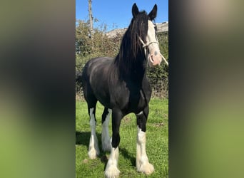 Shire Horse, Wallach, 4 Jahre, Rappe