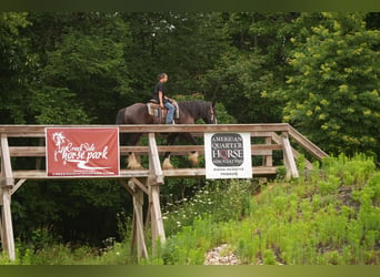 Shire Horse Mix, Wallach, 4 Jahre, Rappe