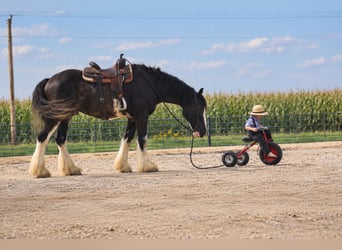 Shire Horse Mix, Wallach, 4 Jahre, Rappe