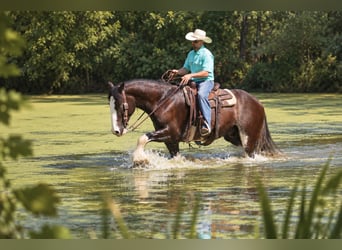 Shire Horse Mix, Wallach, 4 Jahre, Rappe
