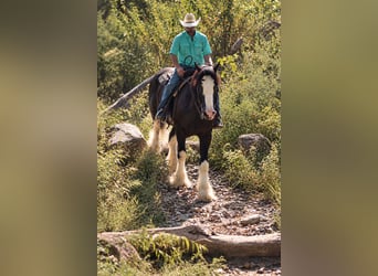 Shire Horse Mix, Wallach, 4 Jahre, Rappe