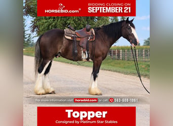 Shire Horse Mix, Wallach, 4 Jahre, Rappe