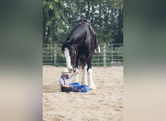 Shire Horse Mix, Wallach, 4 Jahre, Rappe