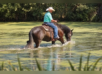 Shire Horse Mix, Wallach, 4 Jahre, Rappe