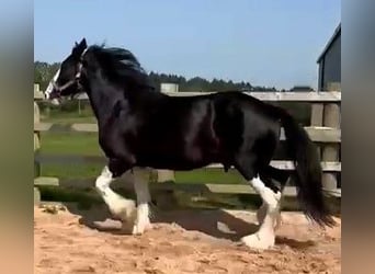 Shire Horse, Wallach, 4 Jahre