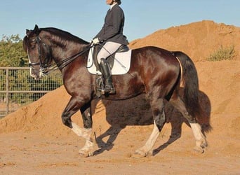Shire Horse Mix, Wallach, 5 Jahre, 163 cm, Rappe