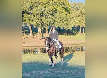 Shire Horse Mix, Wallach, 5 Jahre, 163 cm, Rappe