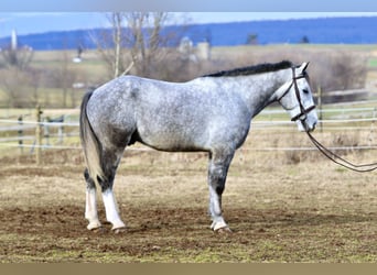 Shire Horse Mix, Wallach, 5 Jahre, 163 cm, Schimmel
