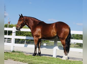 Shire Horse Mix, Wallach, 5 Jahre, 168 cm, Rotbrauner