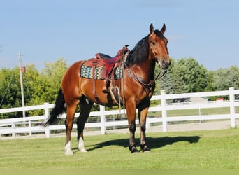 Shire Horse Mix, Wallach, 5 Jahre, 168 cm, Rotbrauner