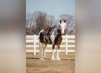 Shire Horse, Wallach, 5 Jahre, 168 cm, Tobiano-alle-Farben