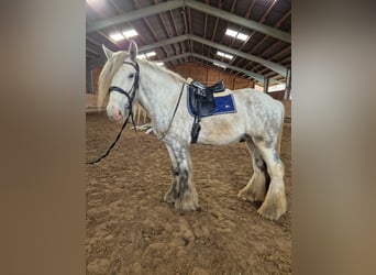 Shire Horse, Wallach, 5 Jahre, 175 cm, Apfelschimmel