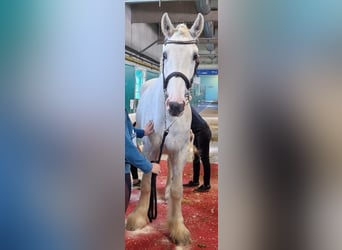 Shire Horse, Wallach, 5 Jahre, 175 cm, Schimmel