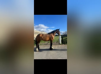 Shire Horse Mix, Wallach, 5 Jahre, 185 cm, Rotbrauner