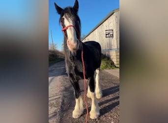 Shire Horse, Wallach, 5 Jahre