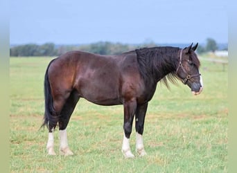 Shire Horse Mix, Wallach, 6 Jahre, 163 cm, Rappe