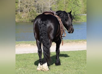 Shire Horse Mix, Wallach, 6 Jahre, 168 cm, Rappe