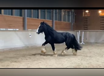 Shire Horse, Wallach, 6 Jahre, 173 cm, Rappe