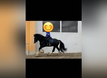 Shire Horse, Wallach, 6 Jahre, 173 cm, Rappe