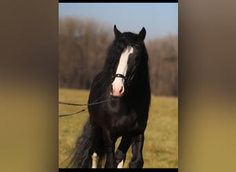 Shire Horse, Wallach, 6 Jahre, 173 cm, Rappe