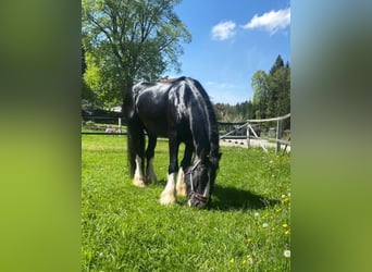 Shire Horse, Wallach, 6 Jahre, 173 cm, Rappe