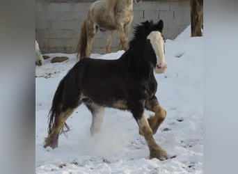 Shire Horse, Wallach, 6 Jahre, 175 cm, Rappe